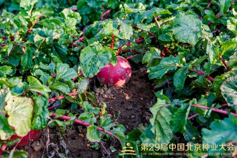 新闻描述图 新闻描述图